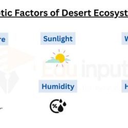 Desert biotic and abiotic factors