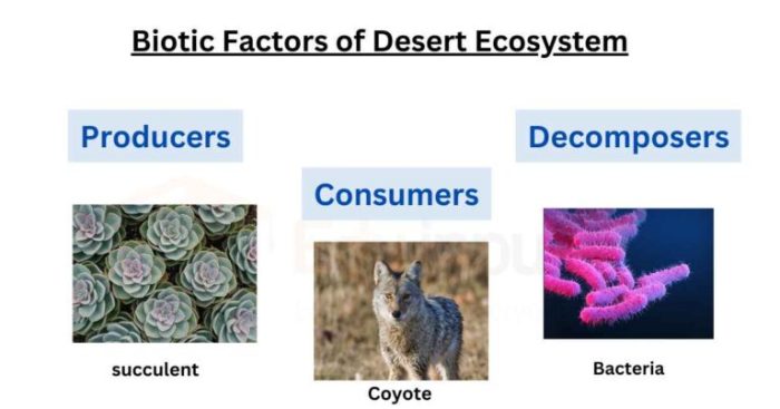 Desert biotic and abiotic factors