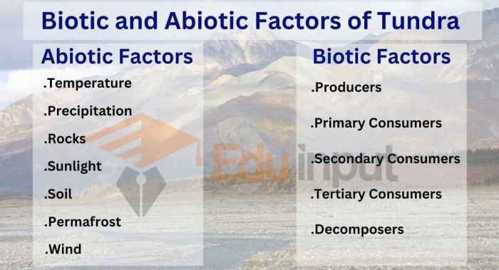 Desert fox animals biotic factors fennec live foxes environment biome cycle wildlife life similar able types many vulpes impact swift