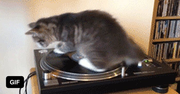 A cat dozes on a stationary merry-go-round