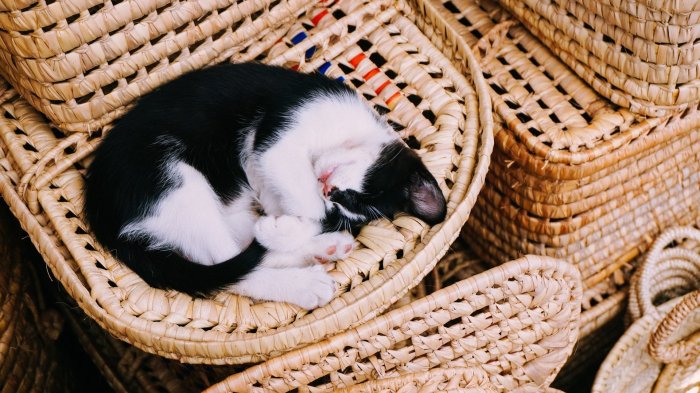 A cat dozes on a stationary merry-go-round