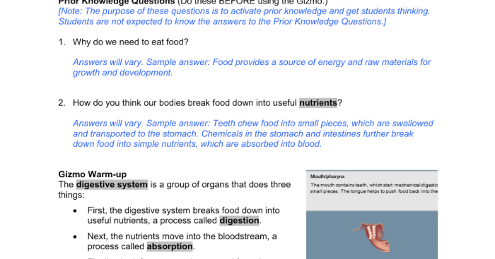 Student exploration digestive system answer key