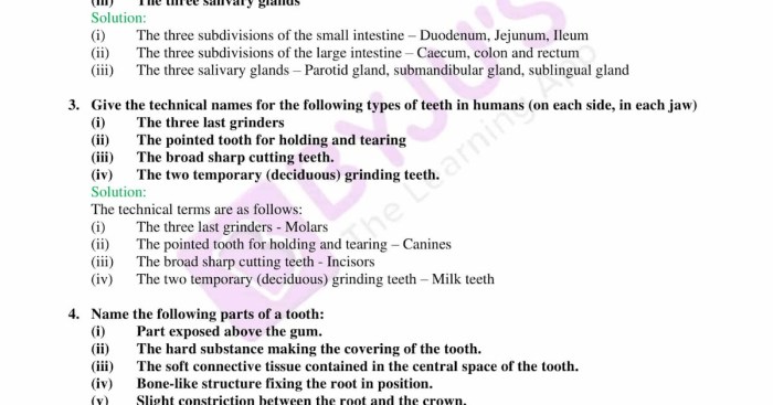 Student exploration digestive system answer key